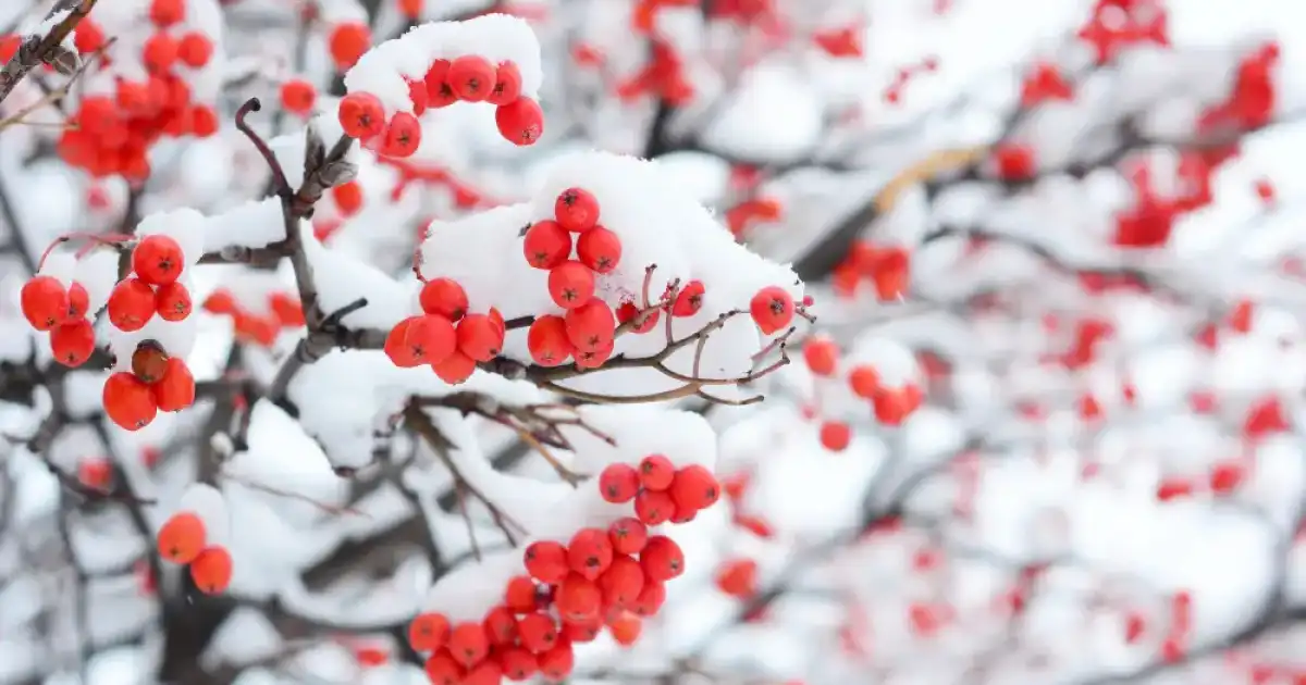 Қазақстанда алдағы үш күнде 35 градус аяз болады