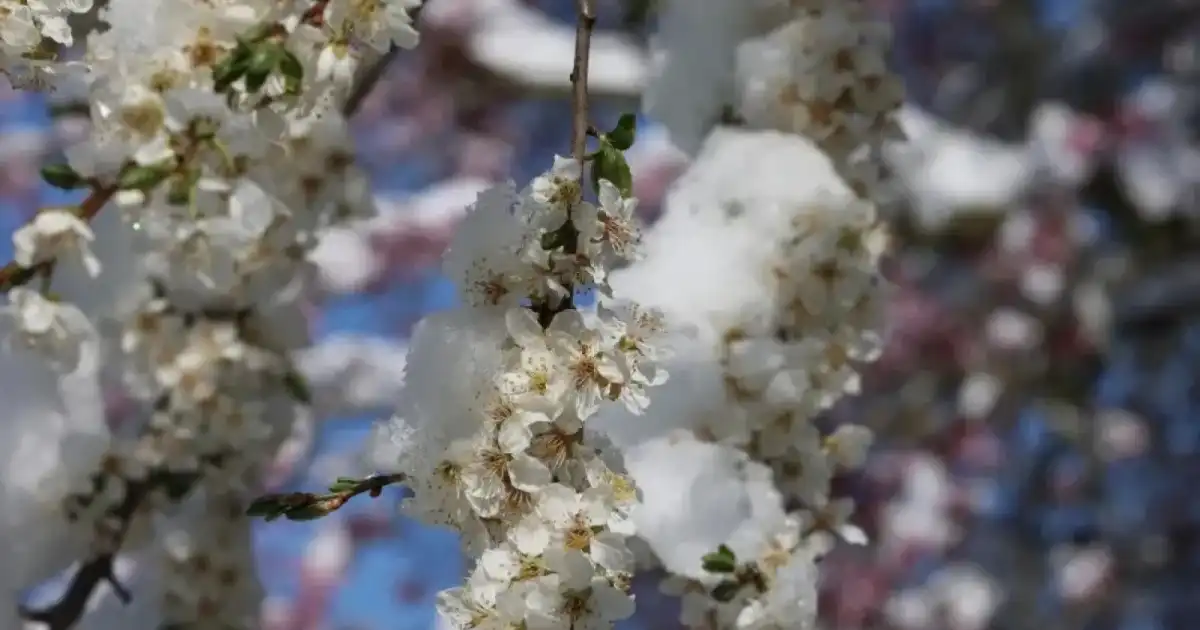 «28 градусқа дейін жылынады»: 18-20 сәуірге ауа райы болжамы жарияланды